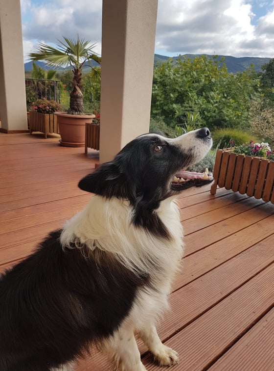Angel Paws - Berci